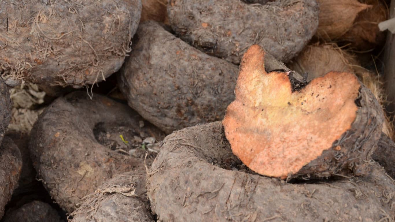 Elephant foot yam.