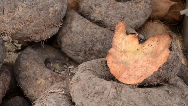 cooking-with-suran-aka-elephant-foot-yam-easy-recipes-and-common-mistakes-to-avoid-thumbnail