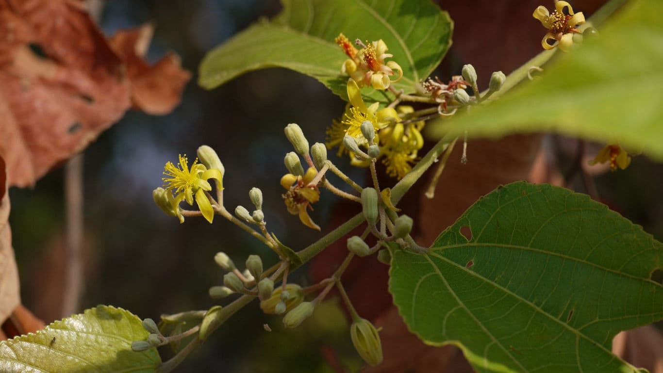 Close-up of yellow wildflowers on branch