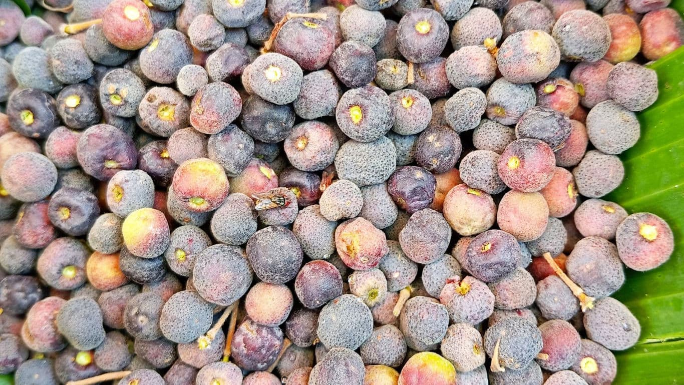 Closeup of fresh purple berries on leaf