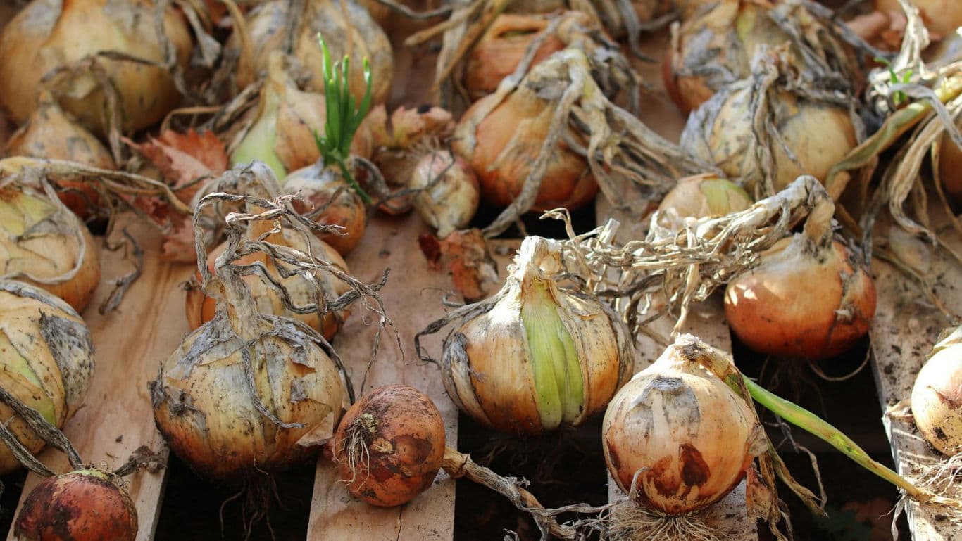 Freshly harvested onions drying on wooden slats