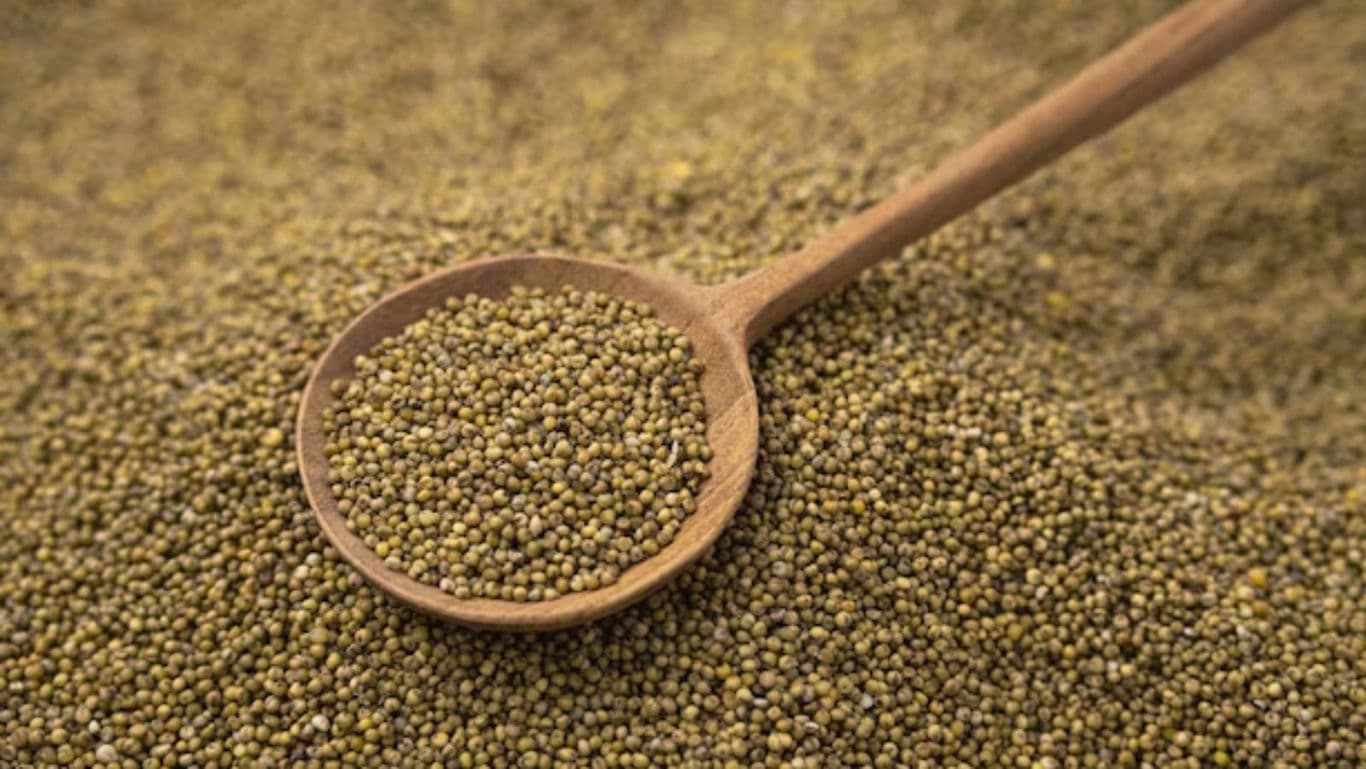 Wooden spoon filled with green millet grains