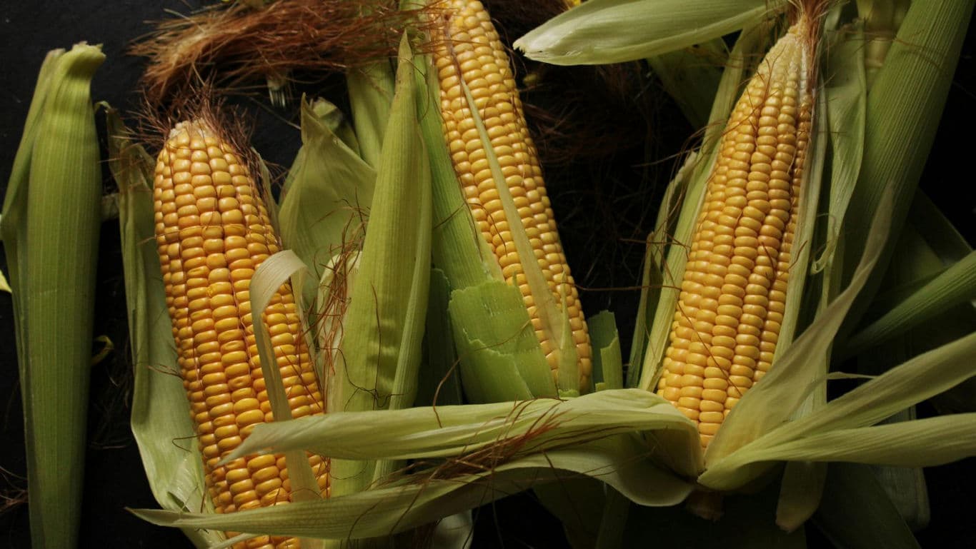 Fresh corn cobs in green husks