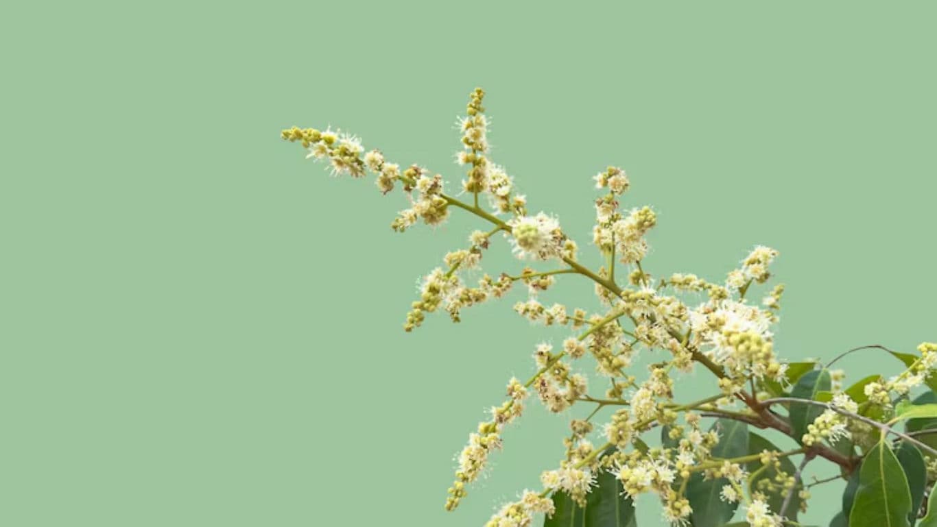 Delicate white flowering branch on green background