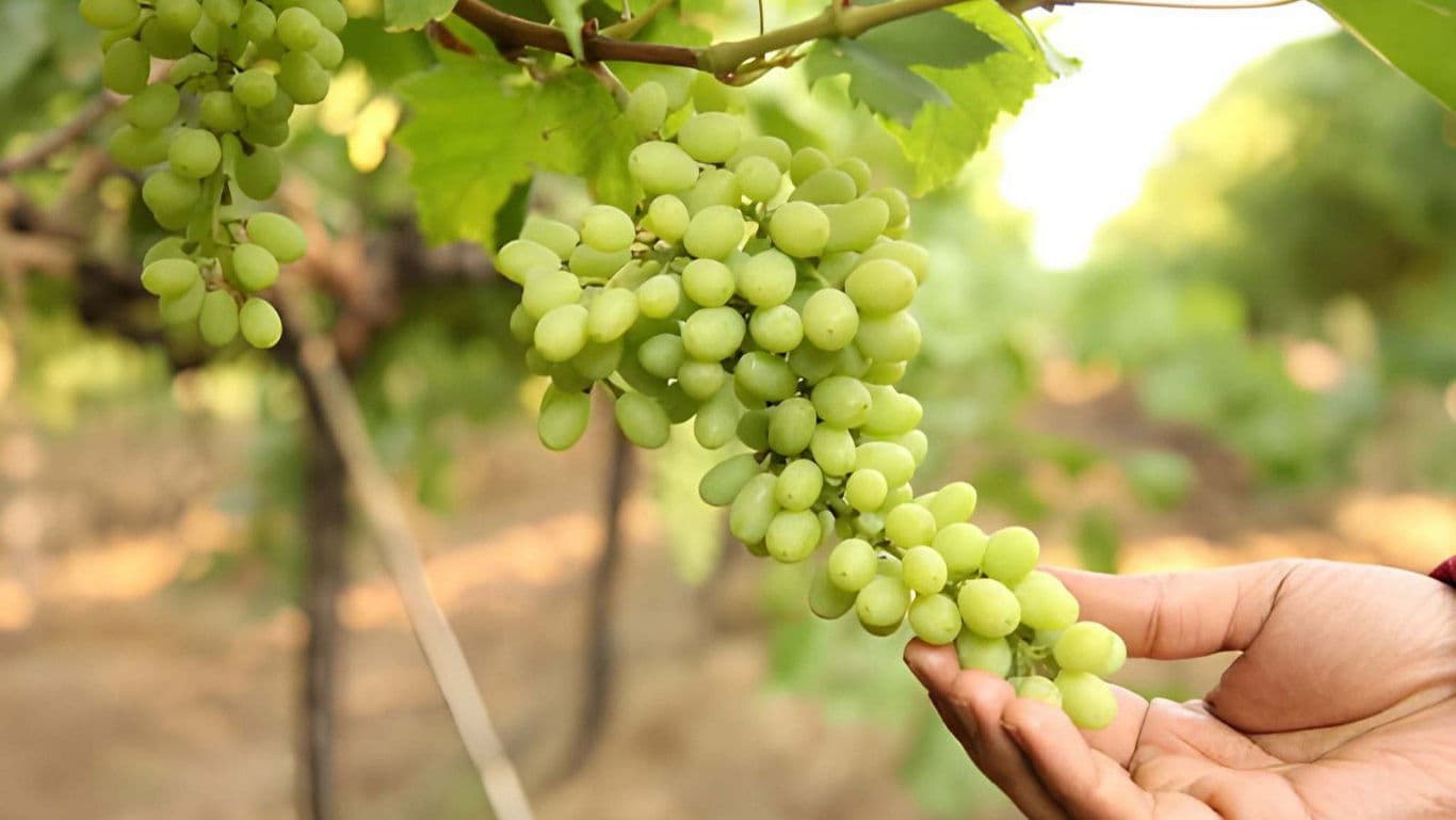Hand Holding Green Grapes on Vine in Vineyard