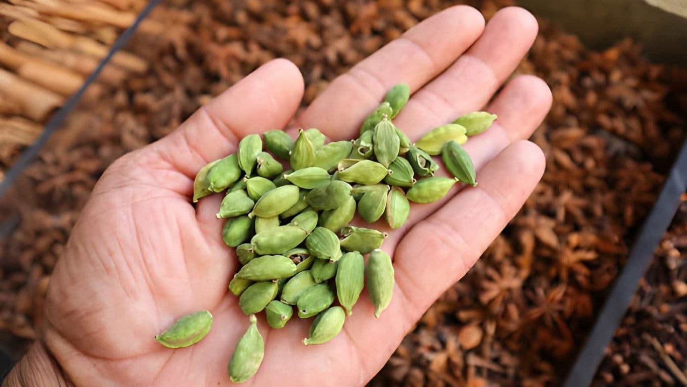 Raw, green cardamom pods