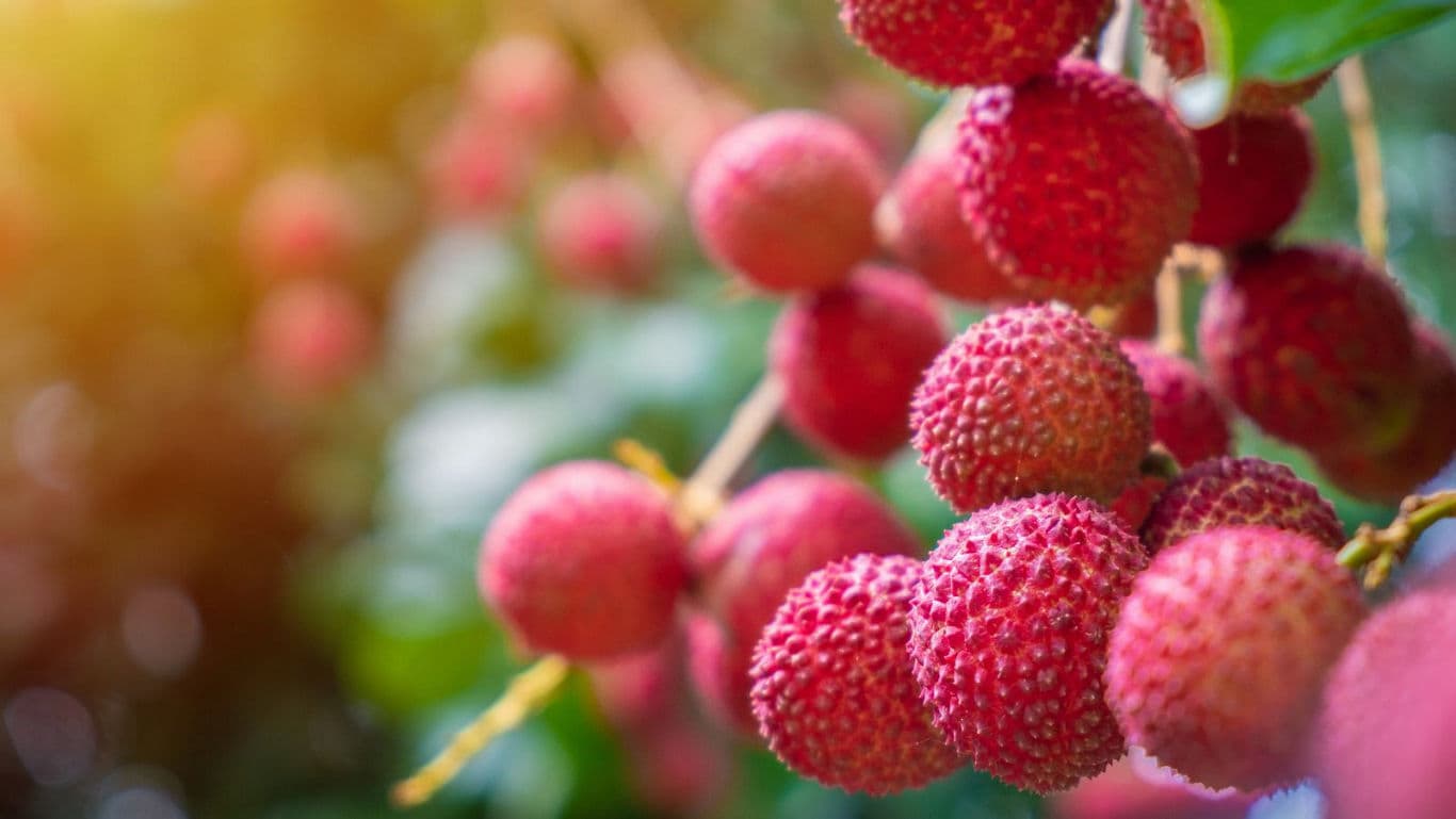 Fresh ripe lychee fruits on tree branch