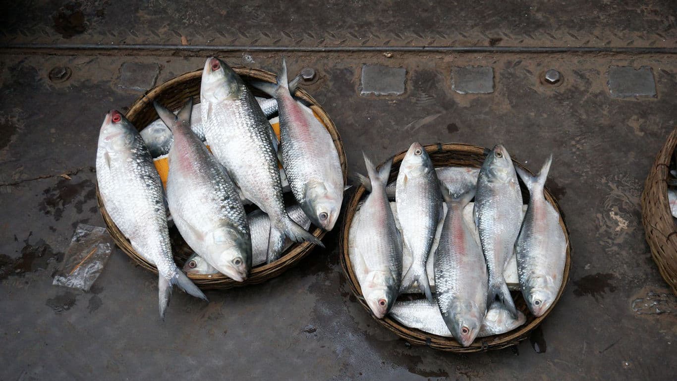 Hilsa