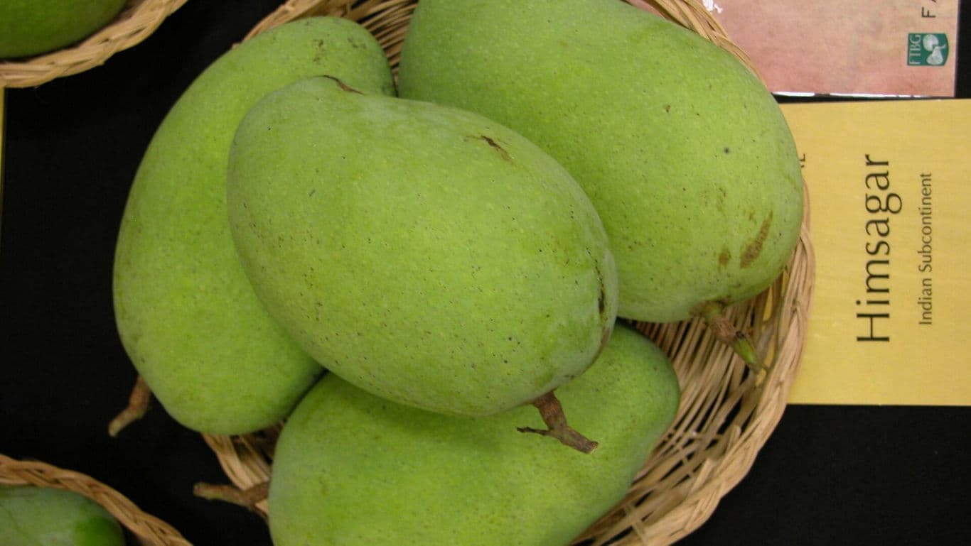 Basket of fresh green Himsagar mangoes