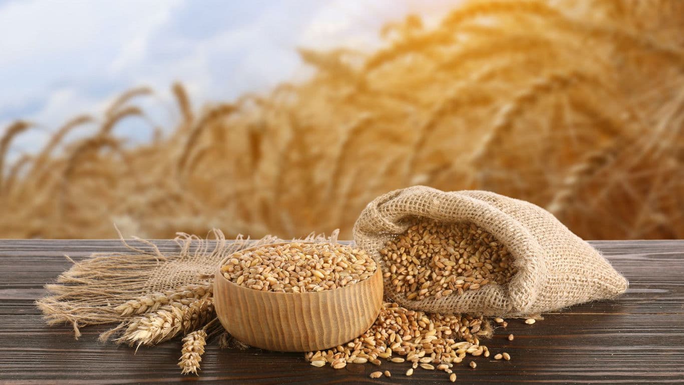 Whole wheat grains in bowl and burlap sack outdoors