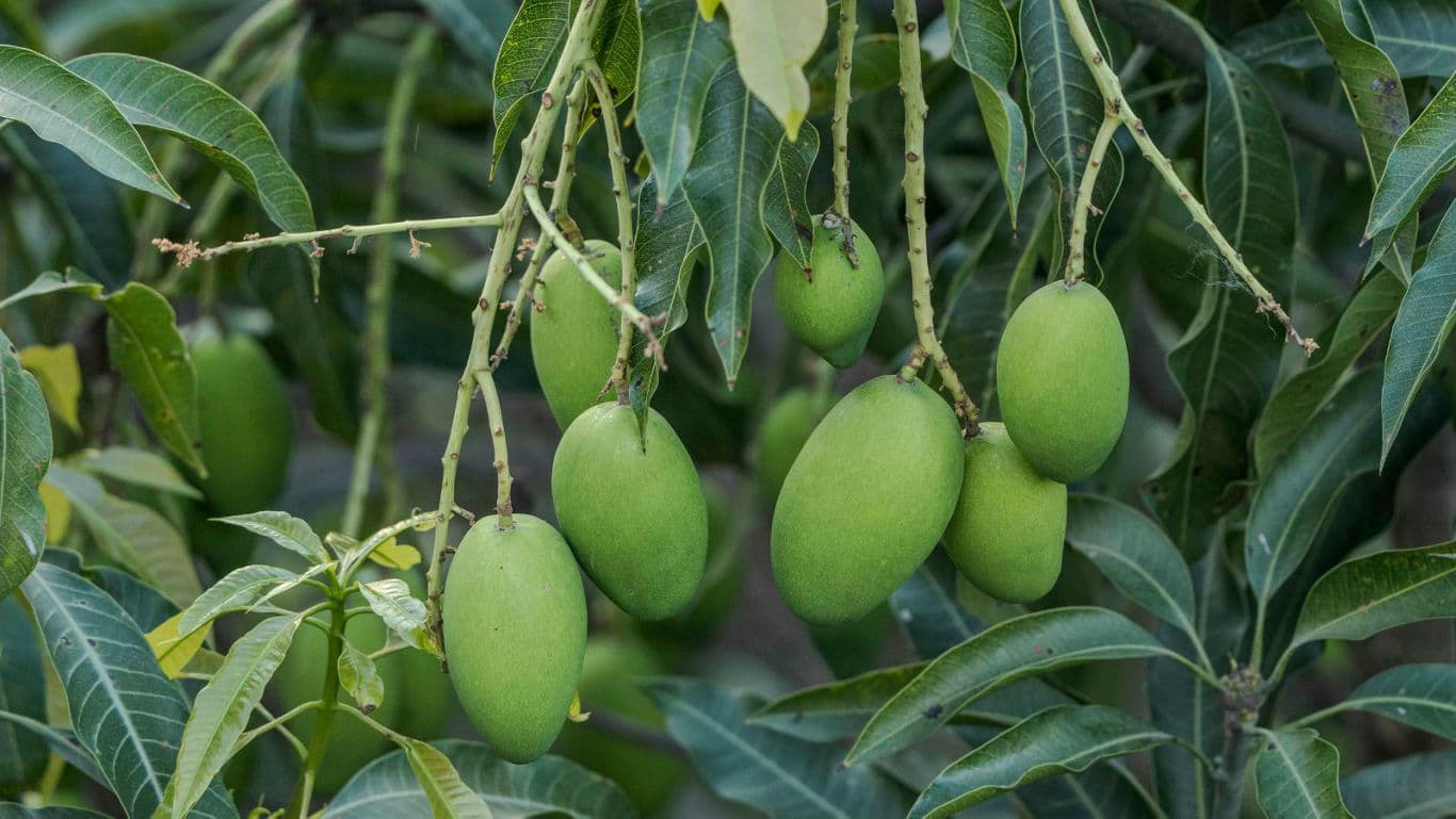 Green mangoes growing on leafy tree branches