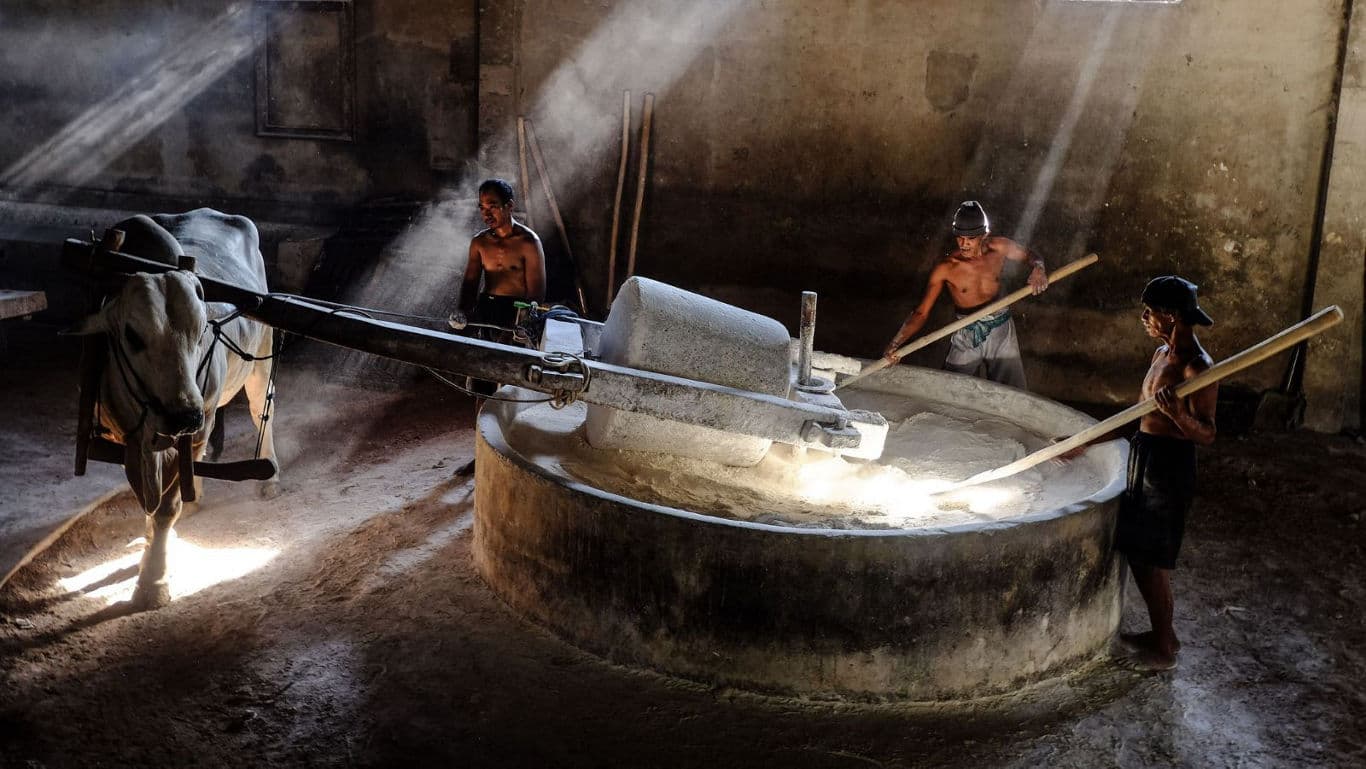 Traditional mill powered by oxen and workers
