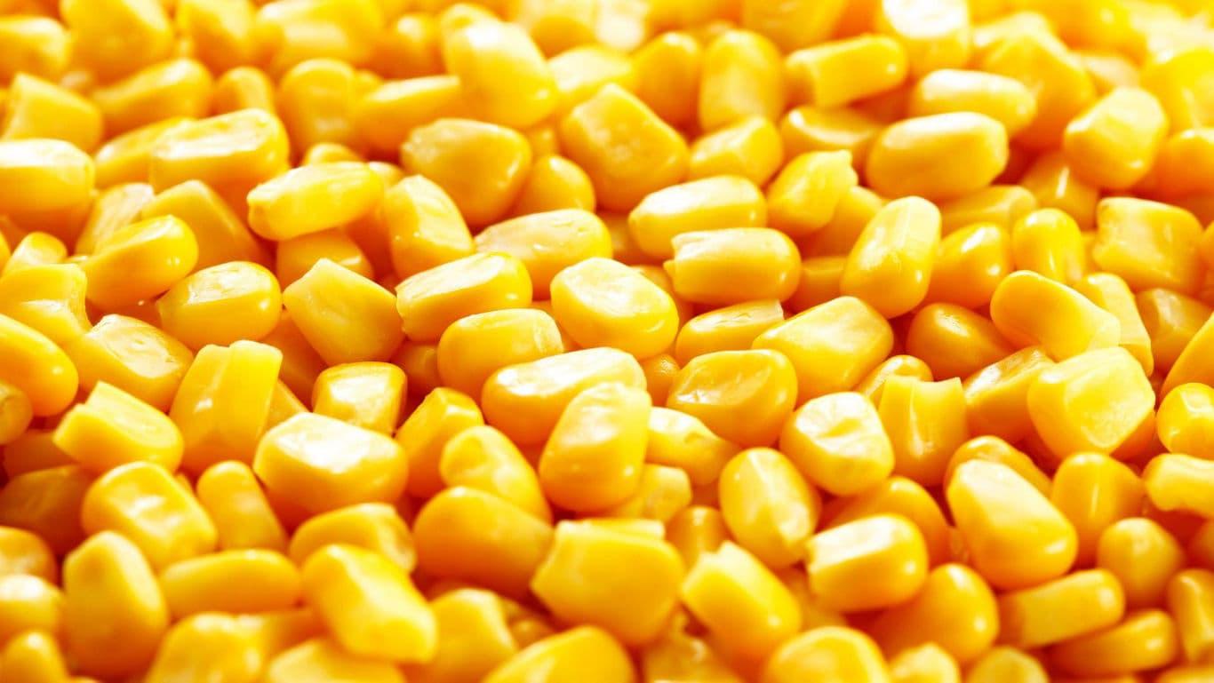 Close-up of bright yellow corn kernels