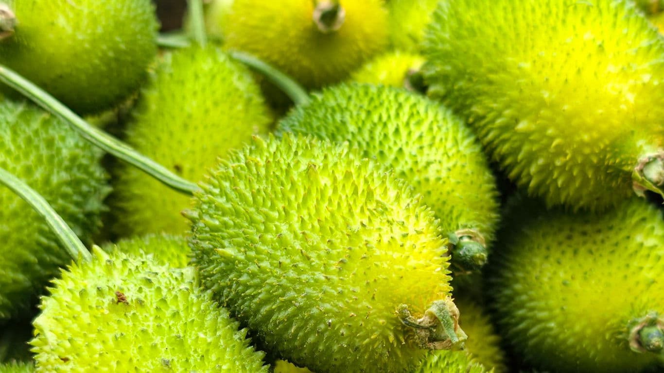 Kantola