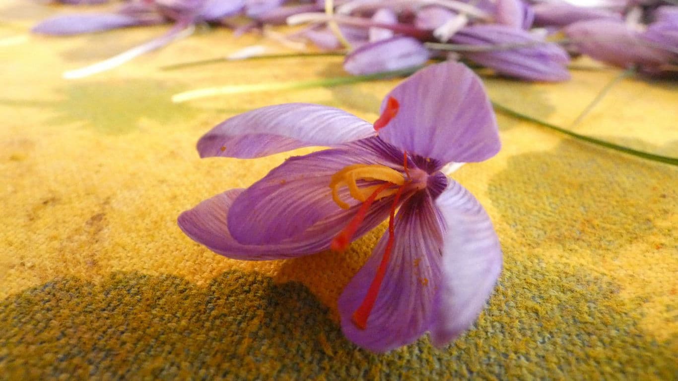 Close-up of Purple Saffron Crocus Flower Petals