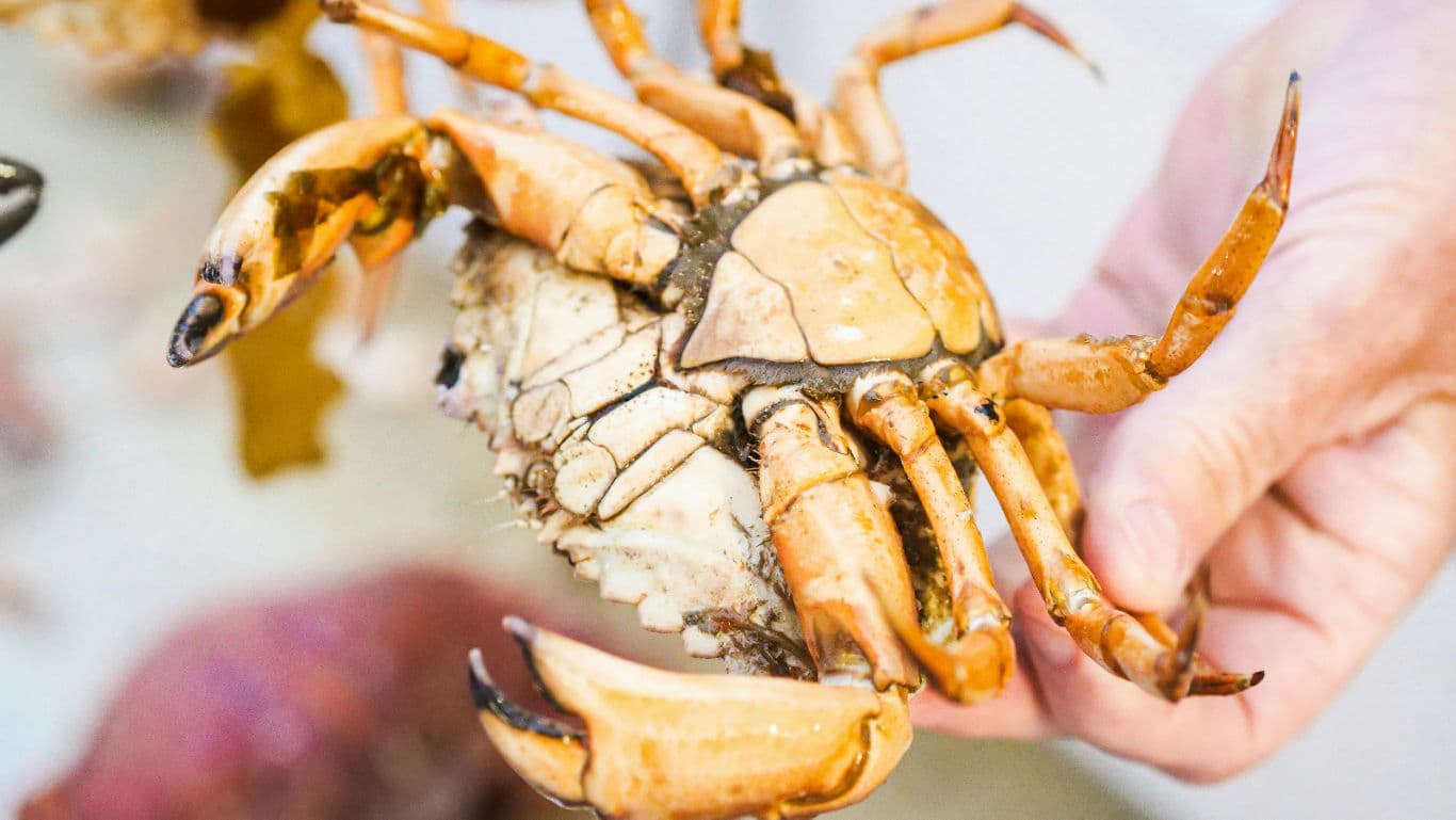 Beginner's Guide To Clean Crabs