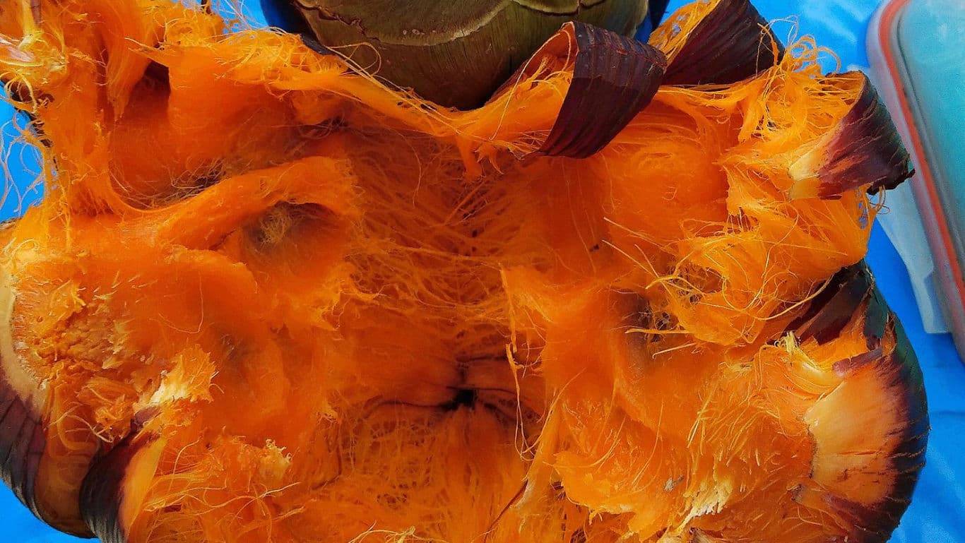 Close-up of vibrant orange tropical fruit