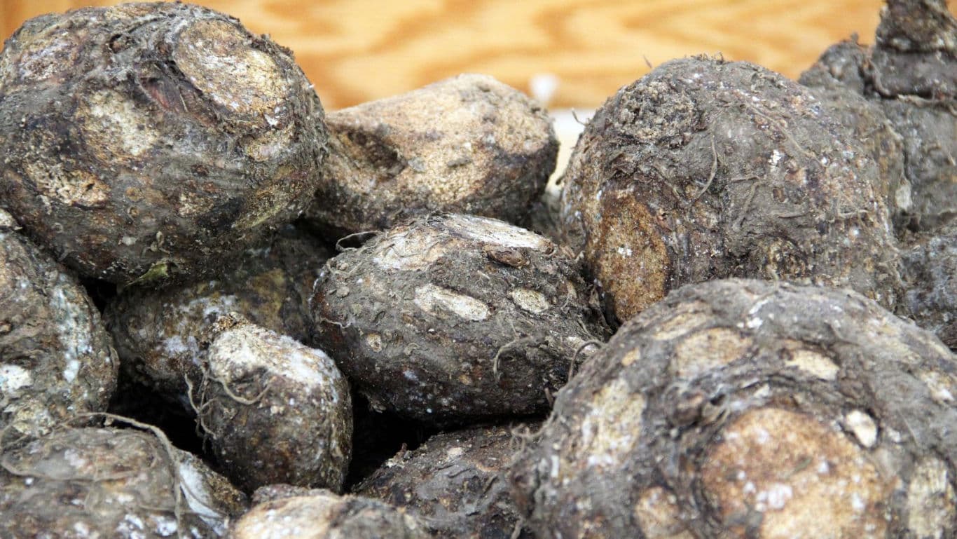 Close-up of freshly harvested taro root vegetables