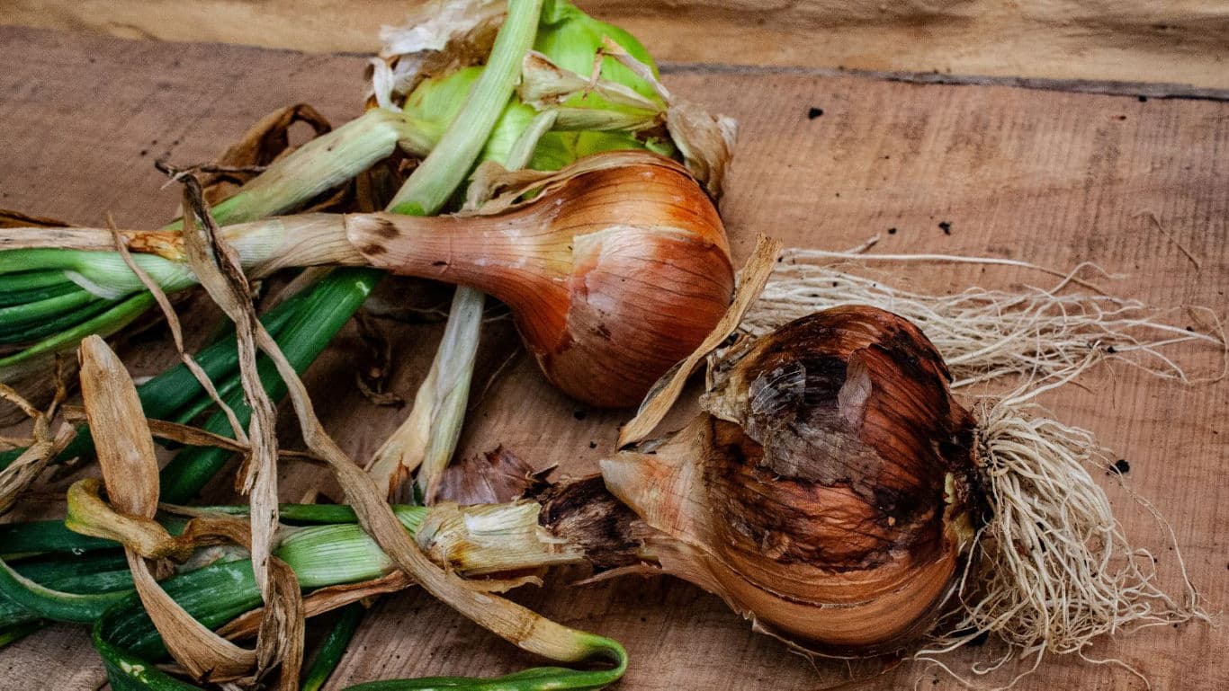 Imperfect vegetables on a table.