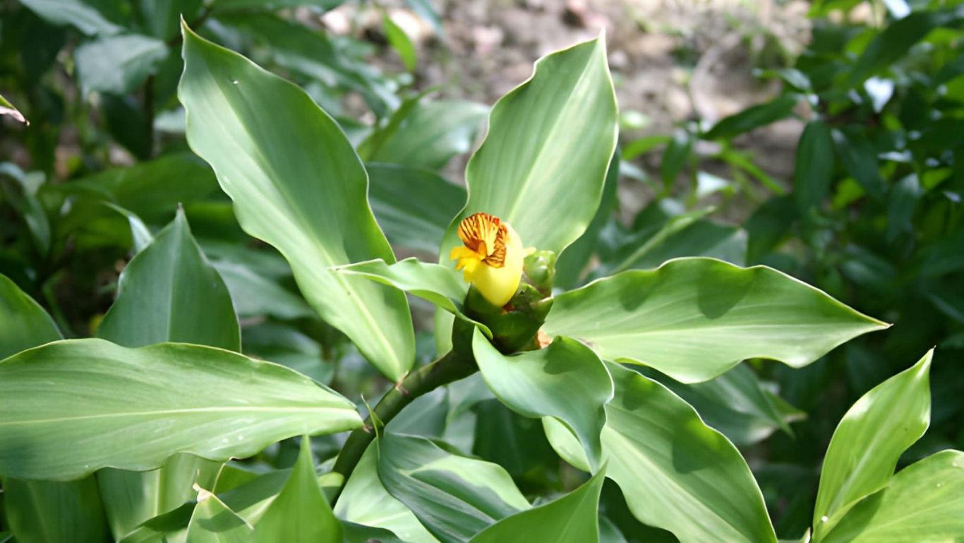 Bright yellow flower amidst lush green leaves