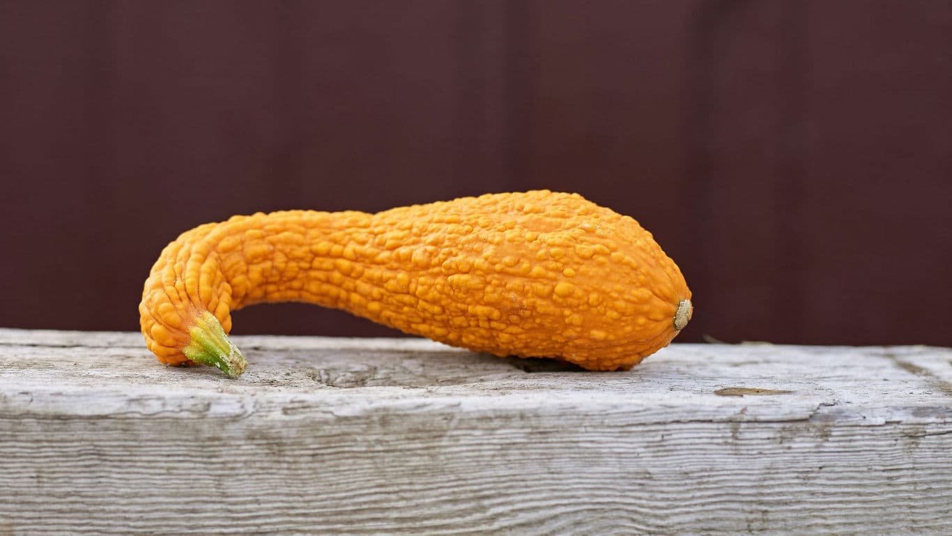 Curved orange gourd resting on wooden plank