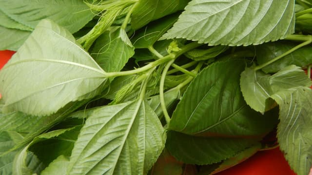 paat-shaak-bengali-recipe-tender-jute-leaves-integral-to-bengali-summer-recipes-thumbnail