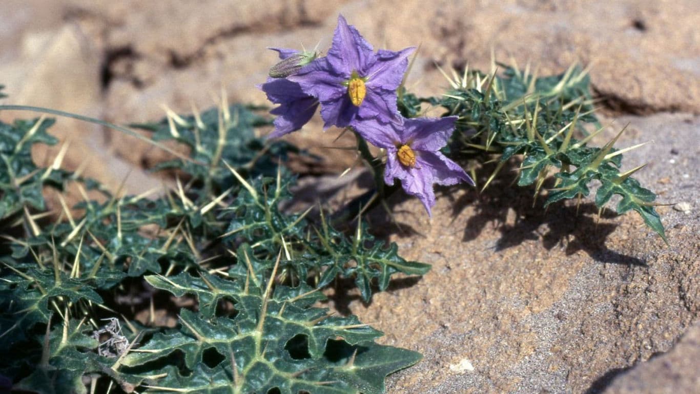 Spiny desert plant with purple flowers