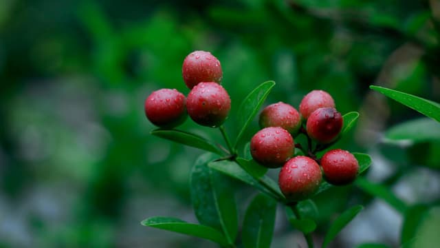 Karonda Summer Berry