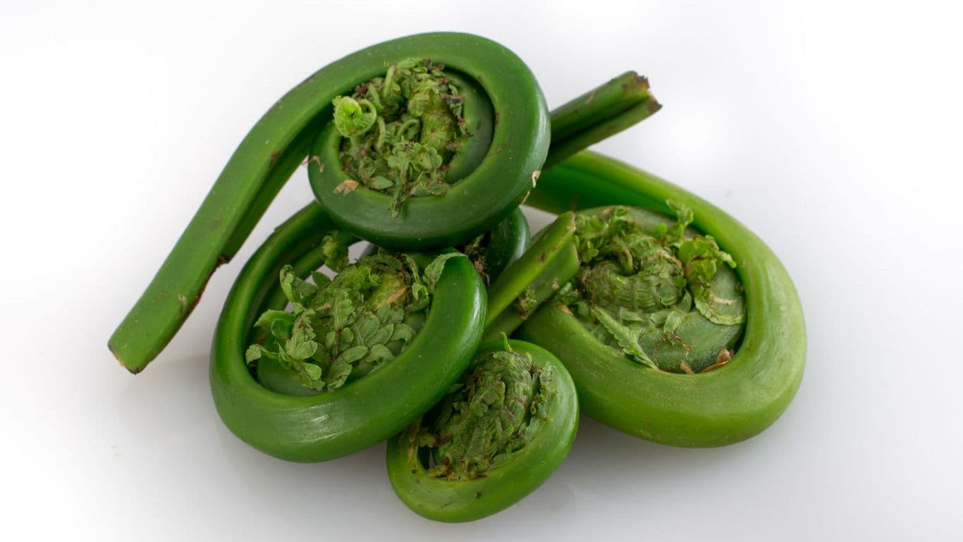 Fresh green fiddlehead ferns on white background