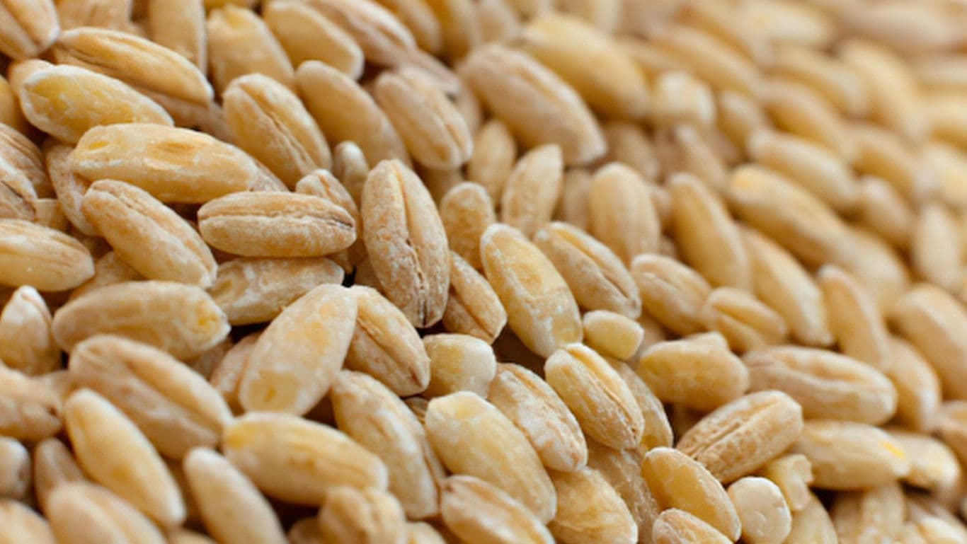 Close-up of whole grain barley kernels