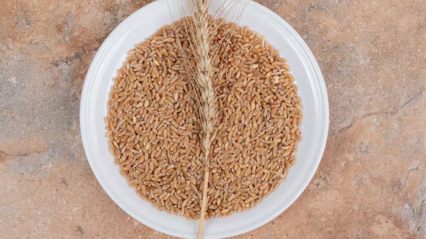Whole wheat grains and stalk on white plate