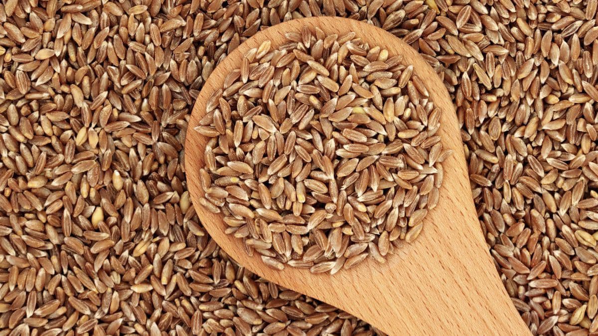 khapli wheat grains in a spoon