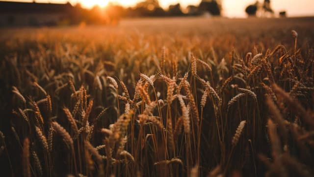 origin-story-of-khapli-wheat-one-of-indias-ancient-supergrains-thumbnail