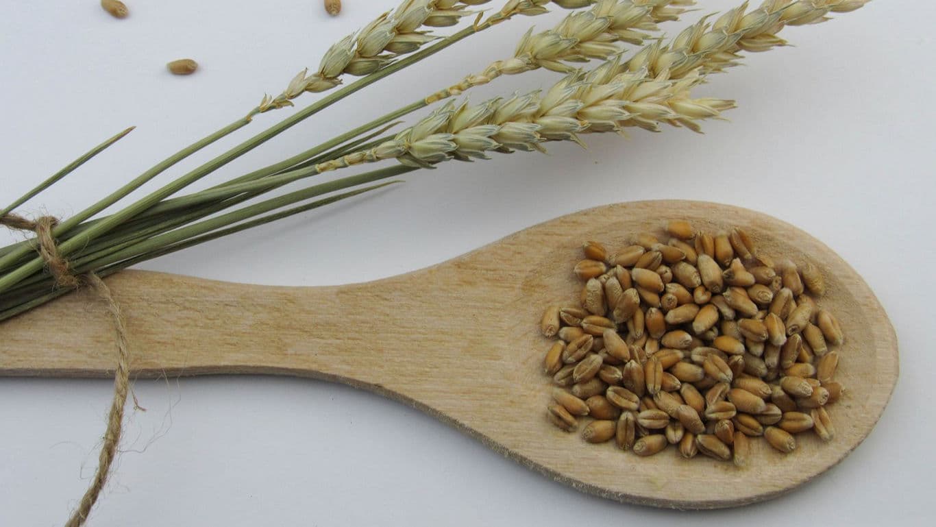 Khapli Wheat