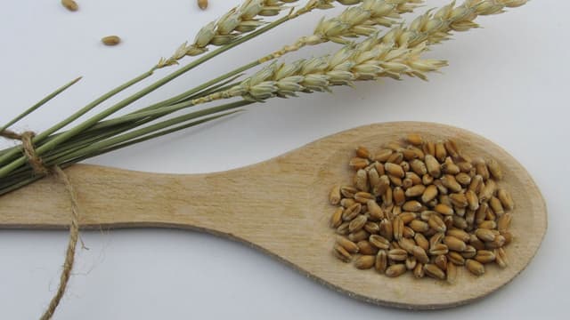 Khapli Wheat