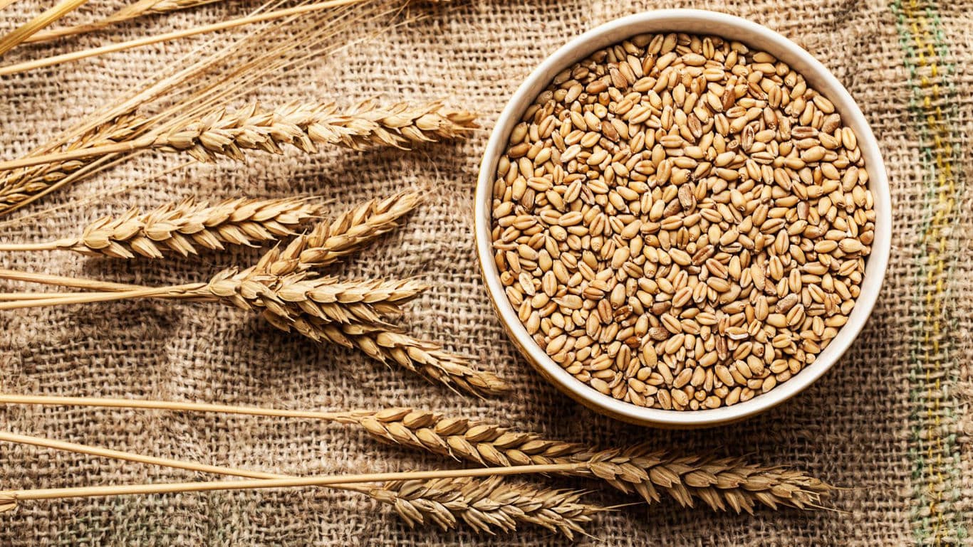 Bowl of wheat grains on rustic burlap fabric