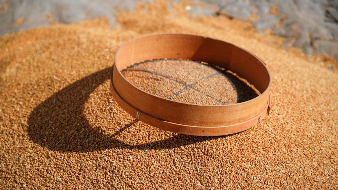 Grain for sifting