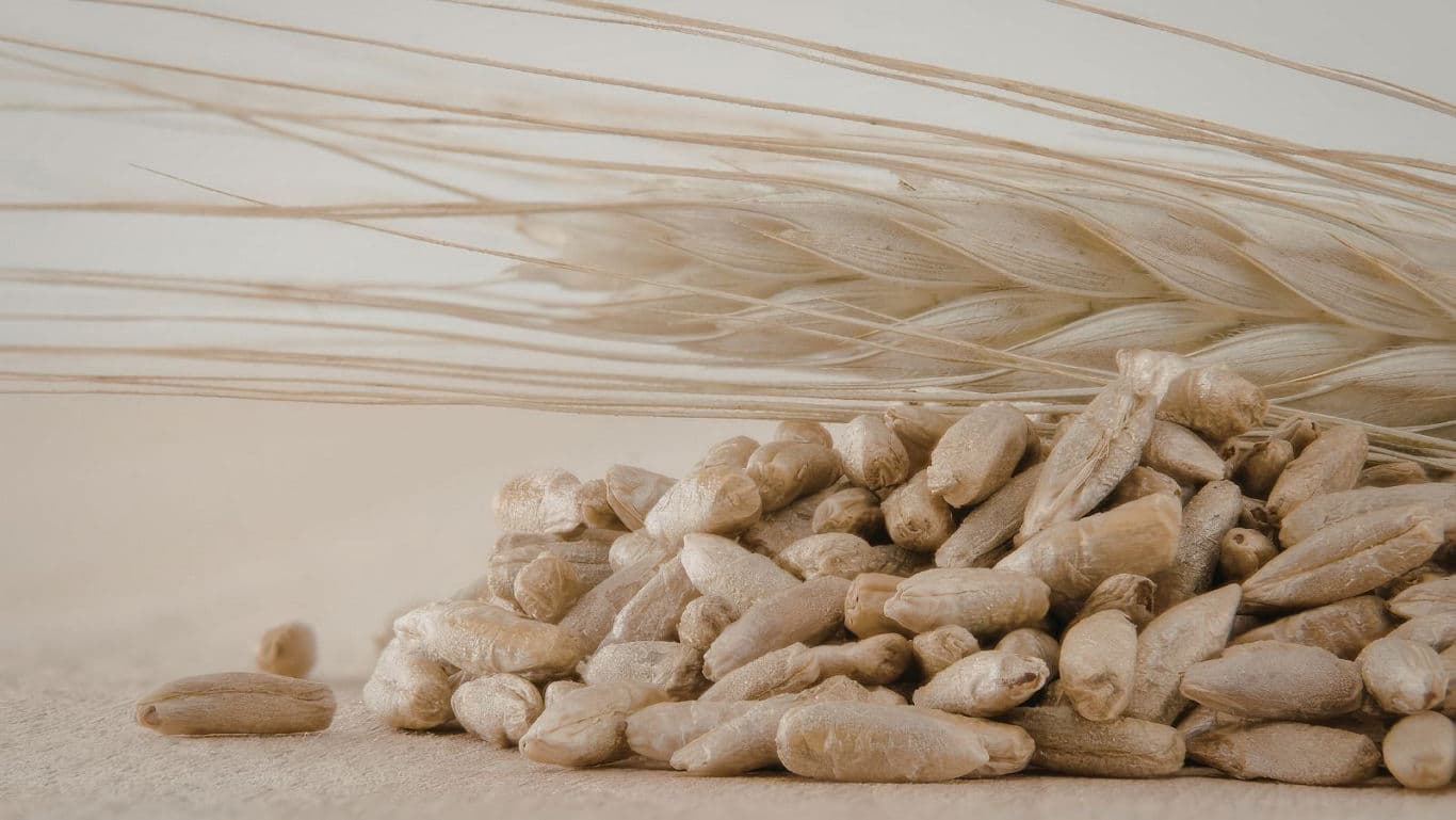khapli wheat grains - banner image