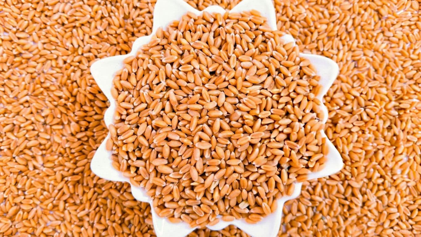 Khapli wheat in a bowl.