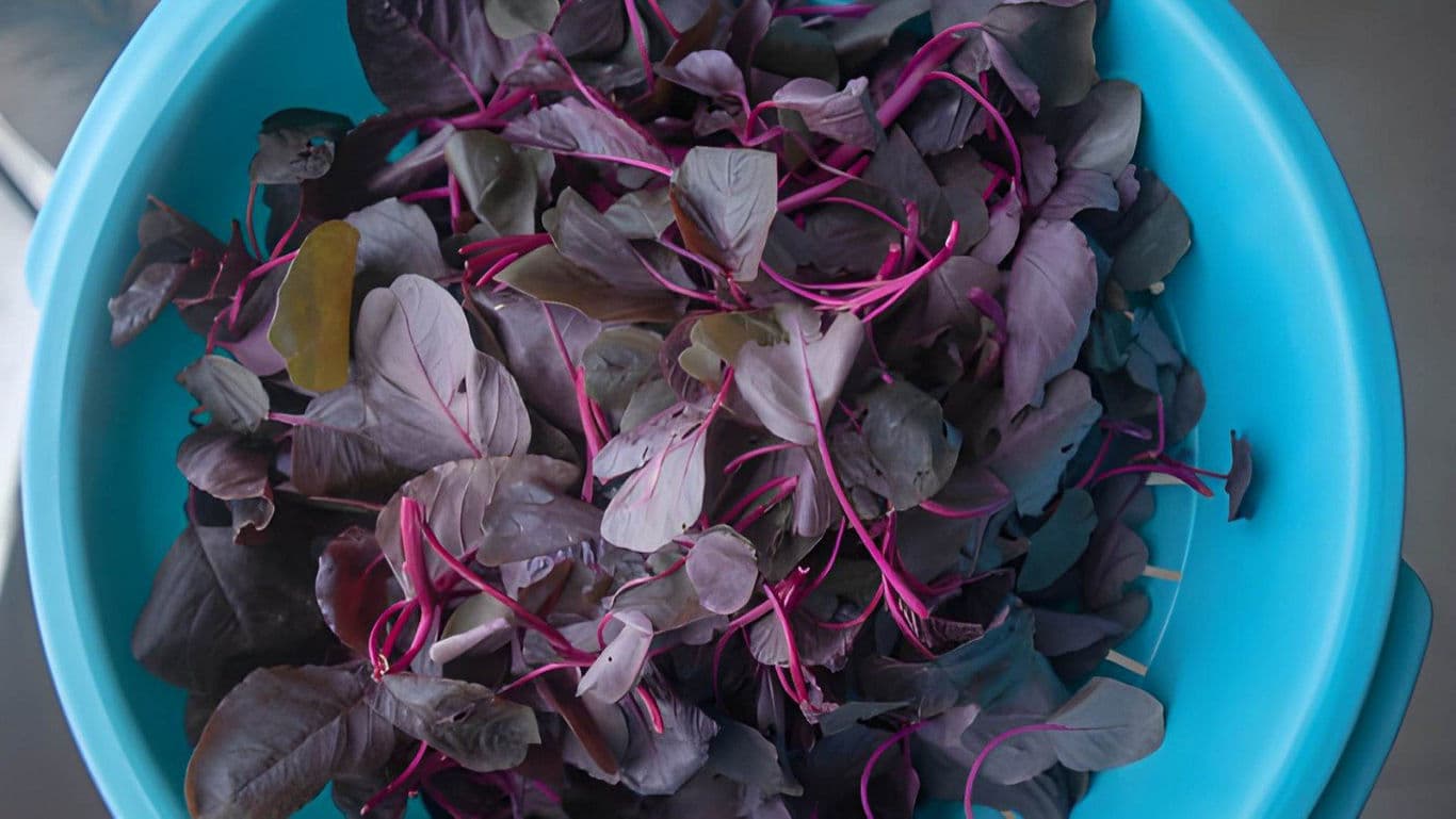 Fresh Purple Microgreens in Blue Plastic Bowl
