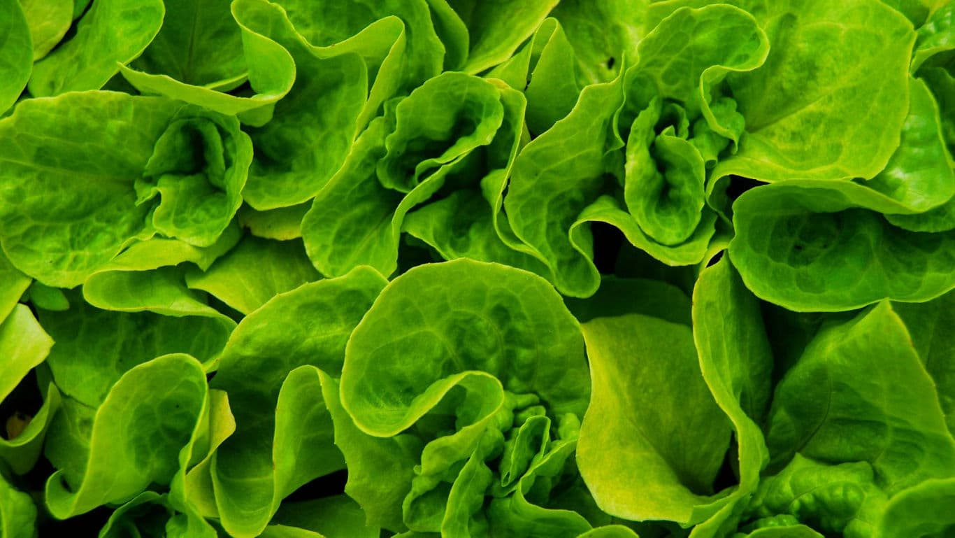 Fresh Green Lettuce Leaves Close-Up Texture