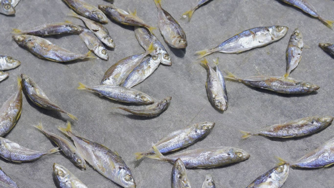 Small dried fish scattered on surface