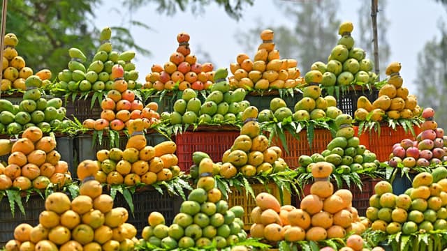the-12-mango-varieties-of-india-you-should-know-before-summer-ends-thumbnail