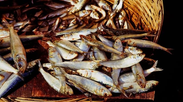 freshwater-or-saltwater-fish-which-one-should-you-choose-this-monsoon-thumbnail