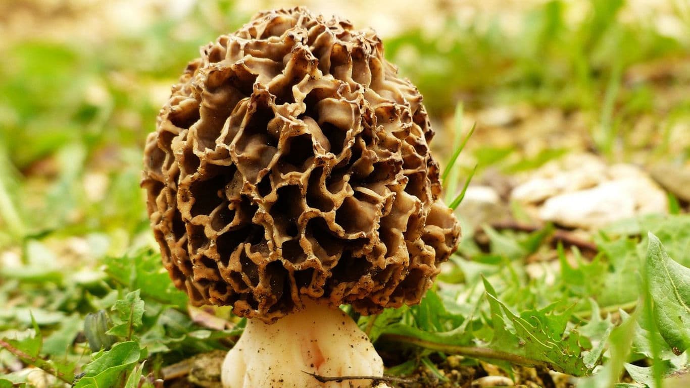 Close-up of morel mushroom in natural setting