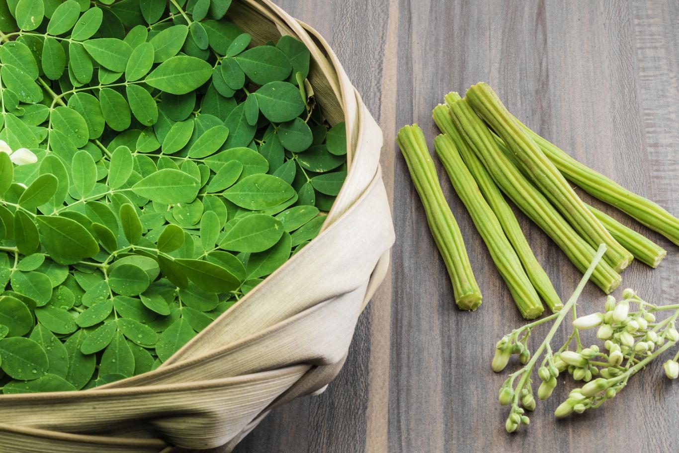 moringa plant leaves