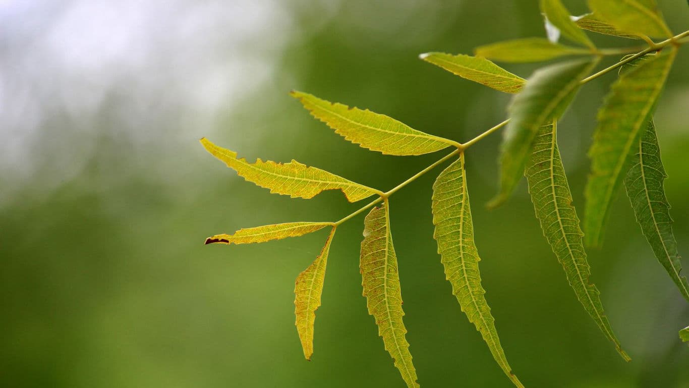 Close-up of green and yellow serrated leaves outdoors