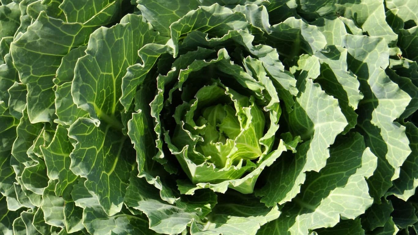 Close-up of fresh green cabbage leaves
