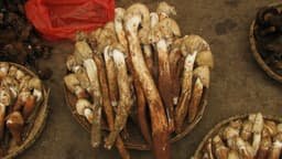 try-one-of-goas-monsoon-mushroom-recipes-the-olmi-rava-fry-recipe-thumbnail