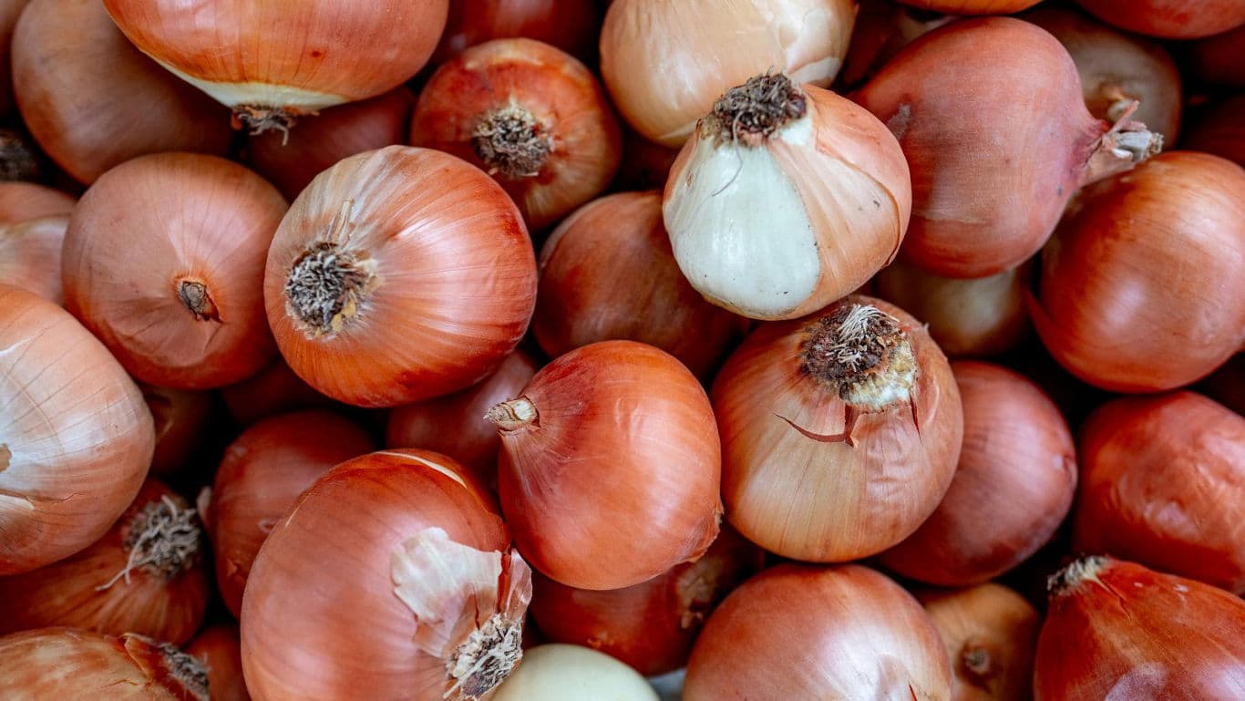 Pile of fresh brown onions close up